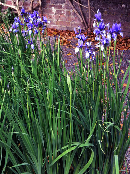 Iris siberica ssp erirrhiza wk (1).jpg